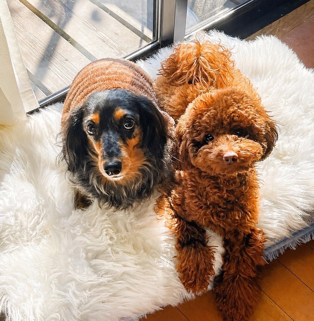 看板犬たち